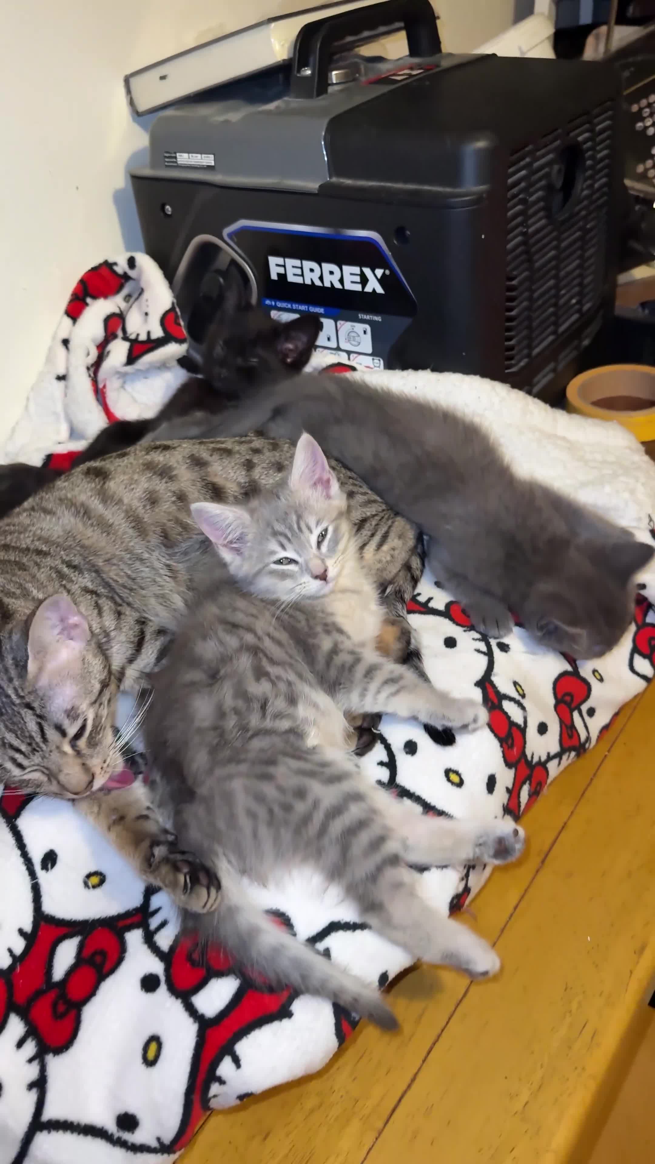 British Shorthair cats for sale: mixed british shorthairs  - Video 2