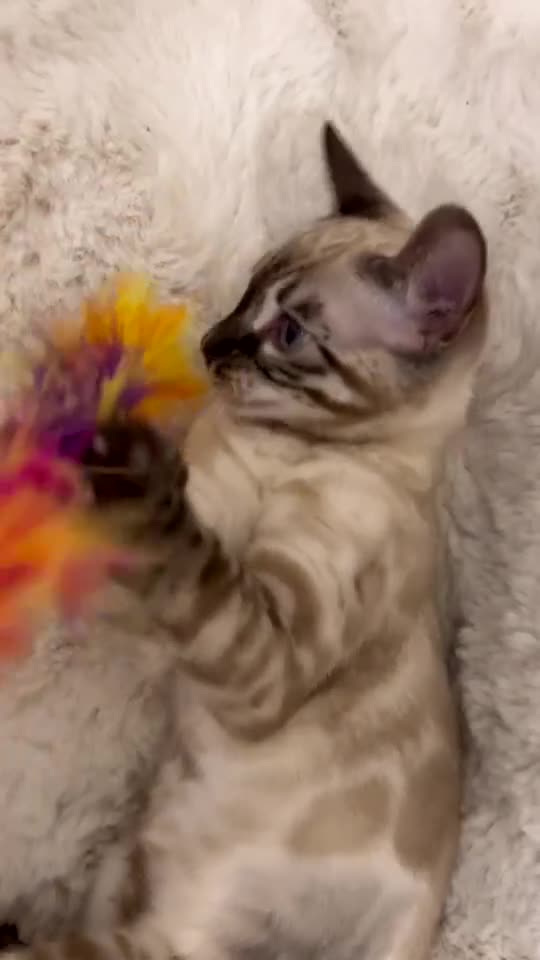 Bengal cats for sale: ⭐️ blue eyed snow lynx charcole female bengal ⭐️ - Video 2