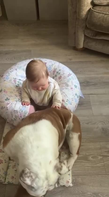 English Bulldog dogs for sale: Kc registered girl puppy - Video 1