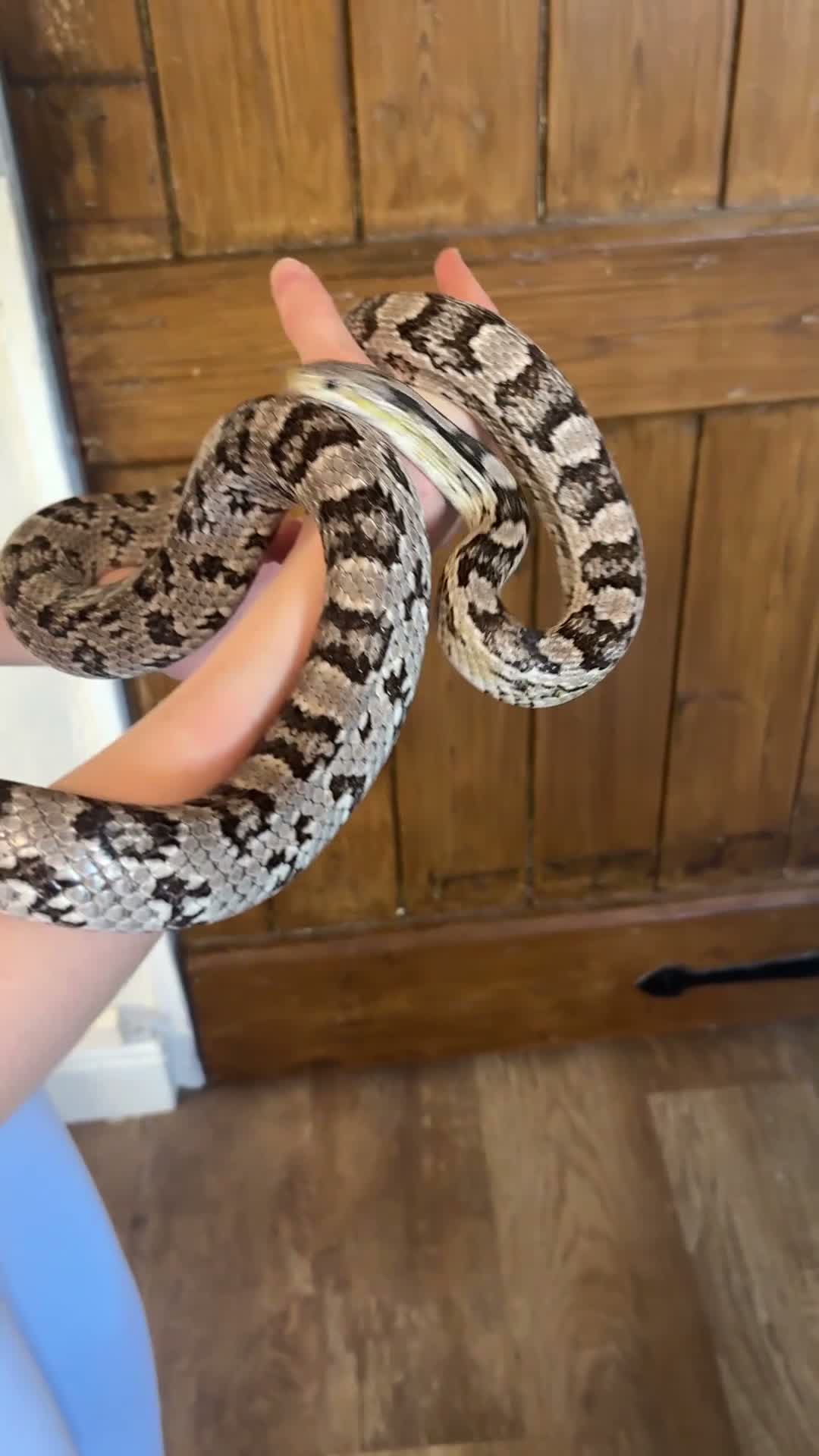 Corn Snake reptiles for sale: Anery corn snake with full enclosure  - Video 1