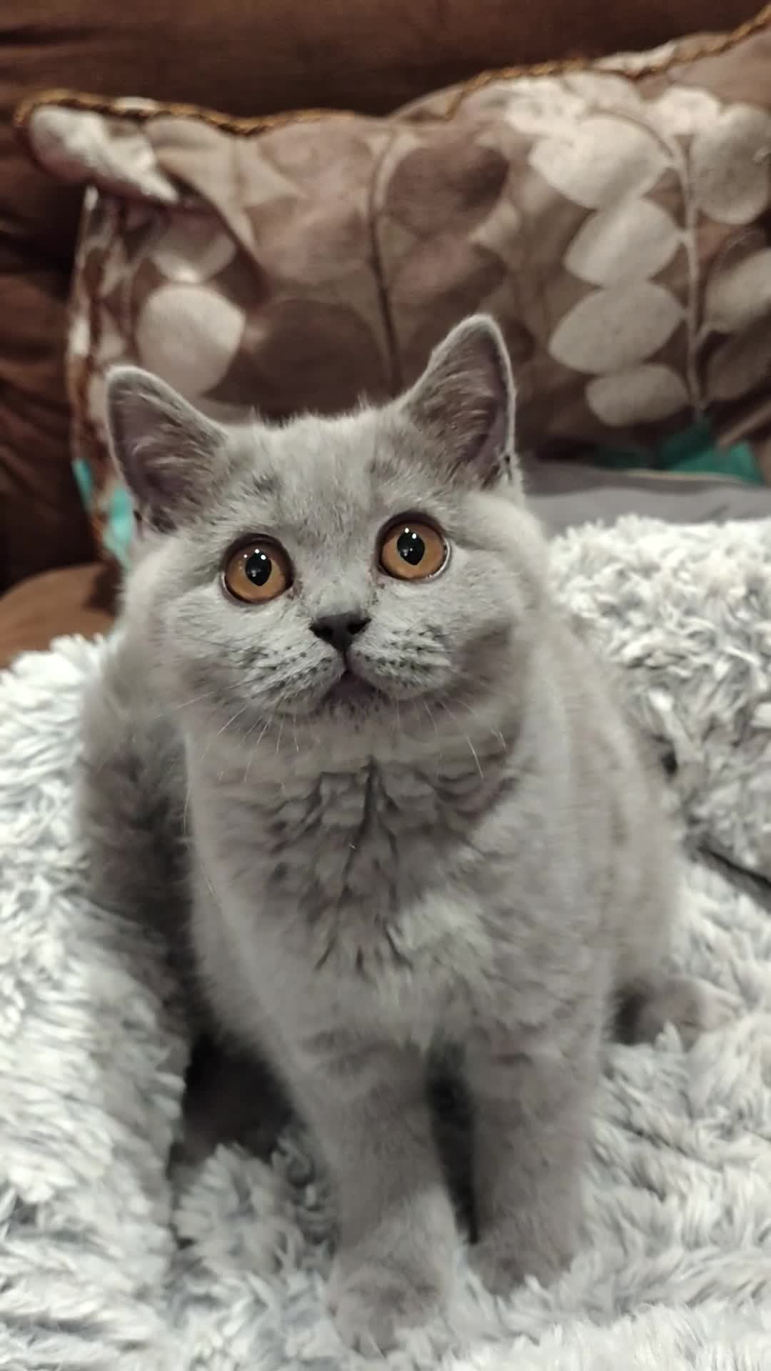 British Shorthair cats for sale: Blue British shorthairs kittens with GCCFpedigree - Video 4