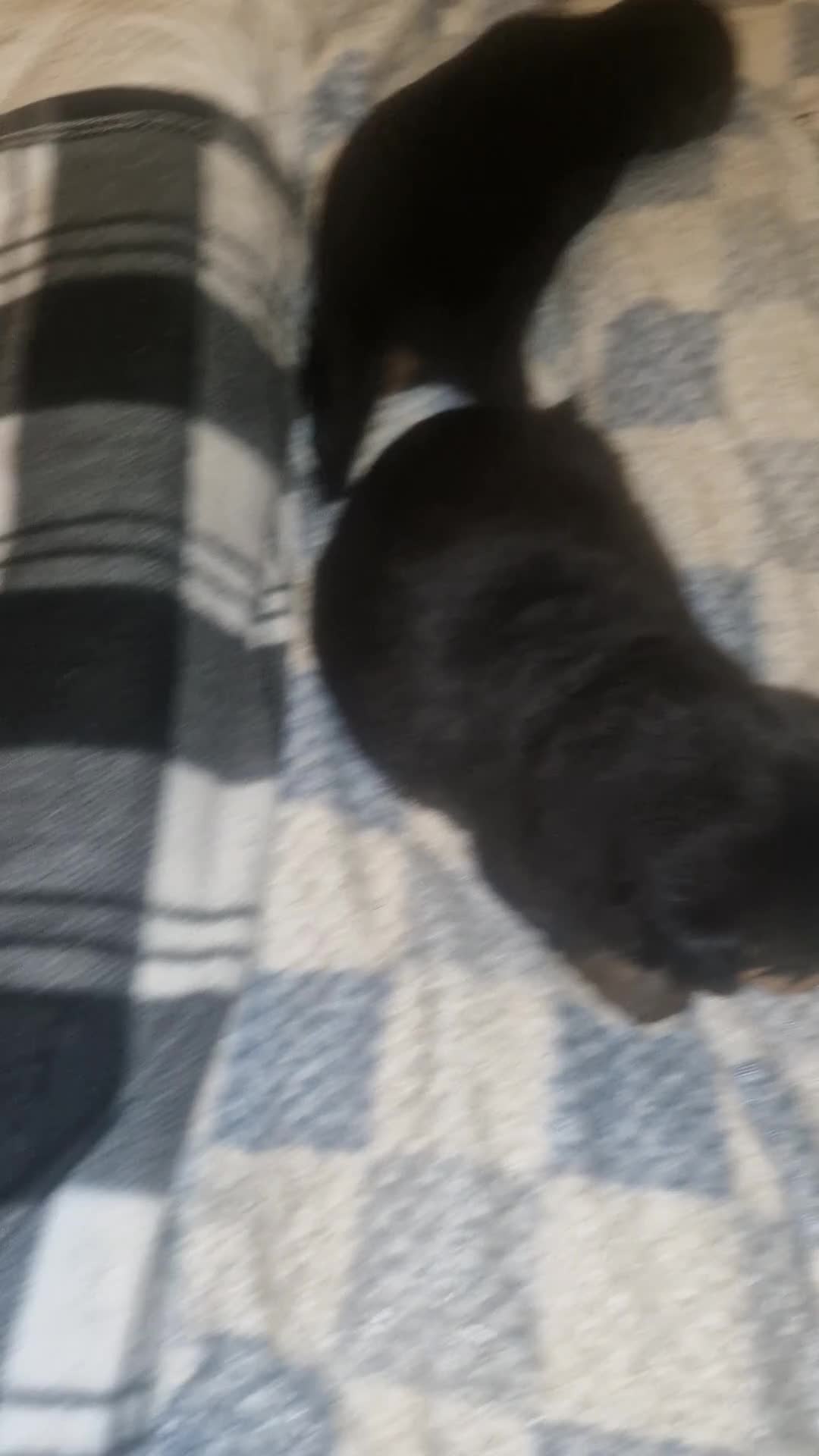 Rottweiler dogs for sale: Beautiful rottweiler puppys  - Video 1