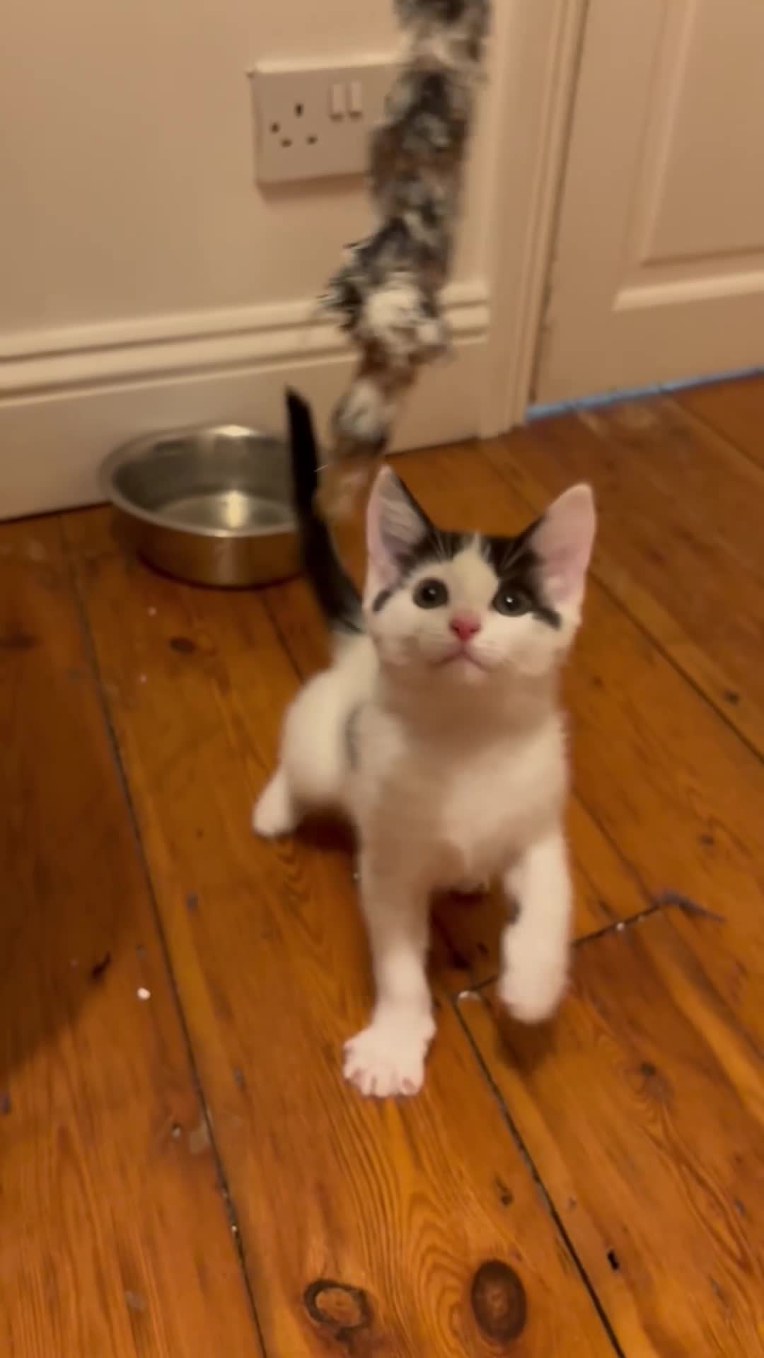 Mixed Breed cats for sale: Kittens stunning mainecoonxbengal ready today 🐈💖 - Video 3