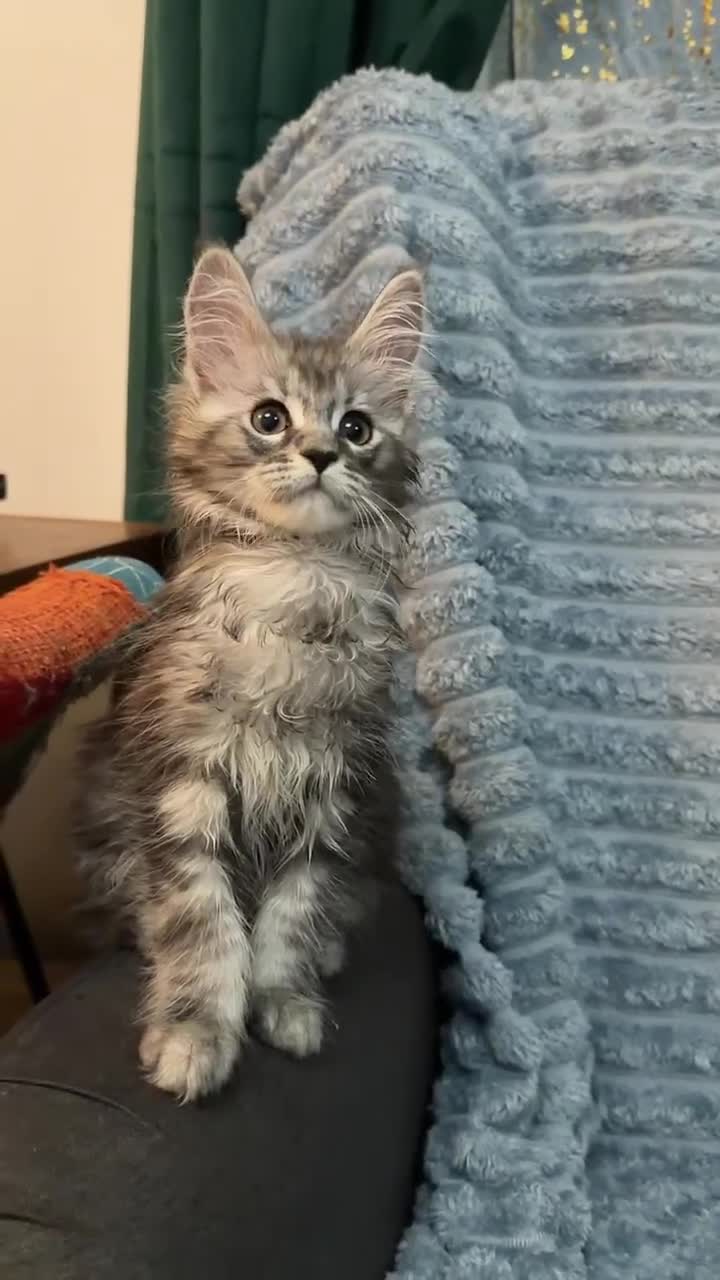 Maine Coon cats for sale: 6 pure maincoon kittens  - Video 2