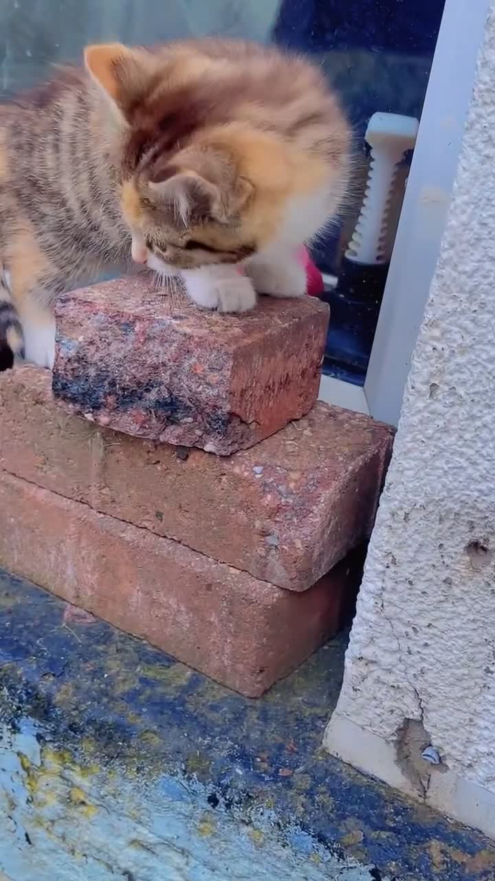 Mixed Breed cats for sale: Beautiful kitten for sale due to moving in Bury - Video 1