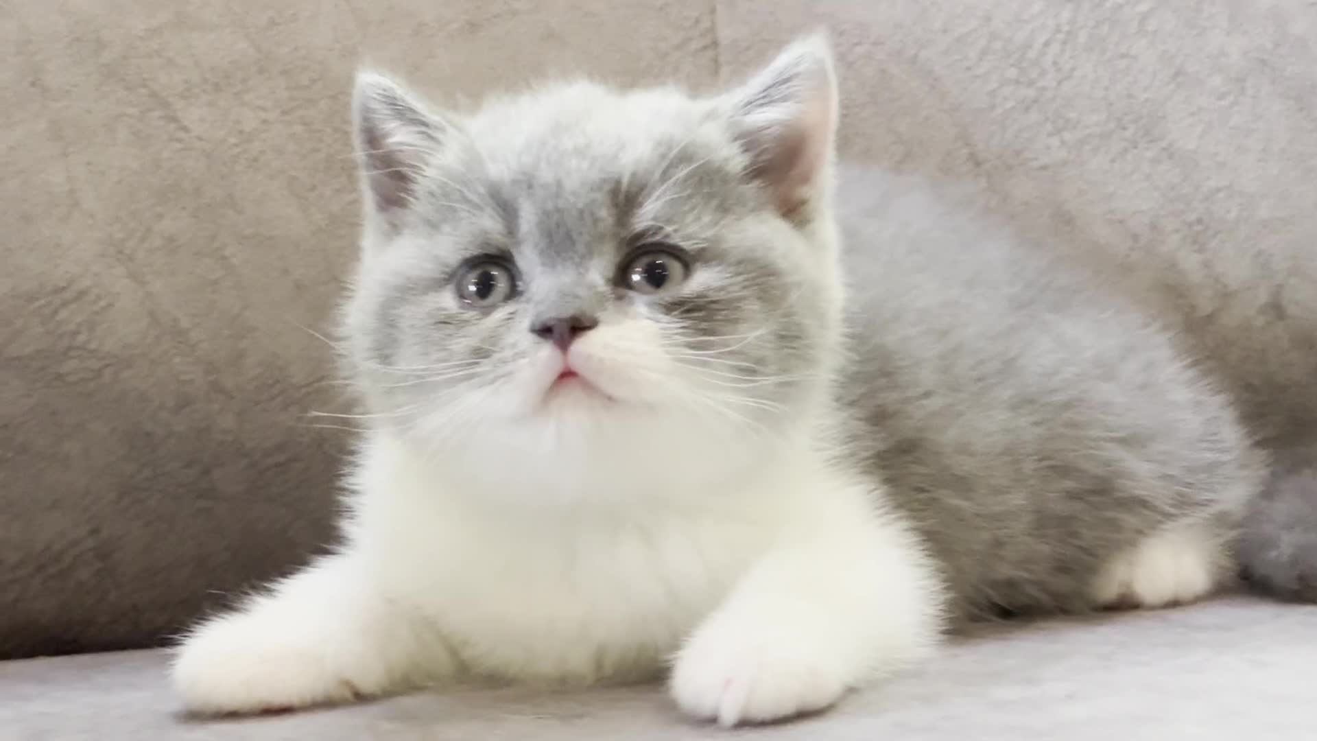 British Shorthair cats for sale: British shorthair kittens  - Video 1