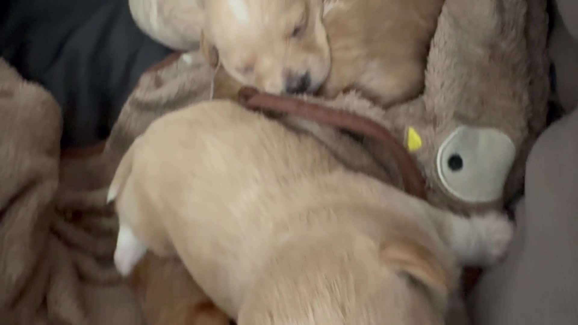 Mixed Breed dogs for sale: Toy poodle mix - Video 1