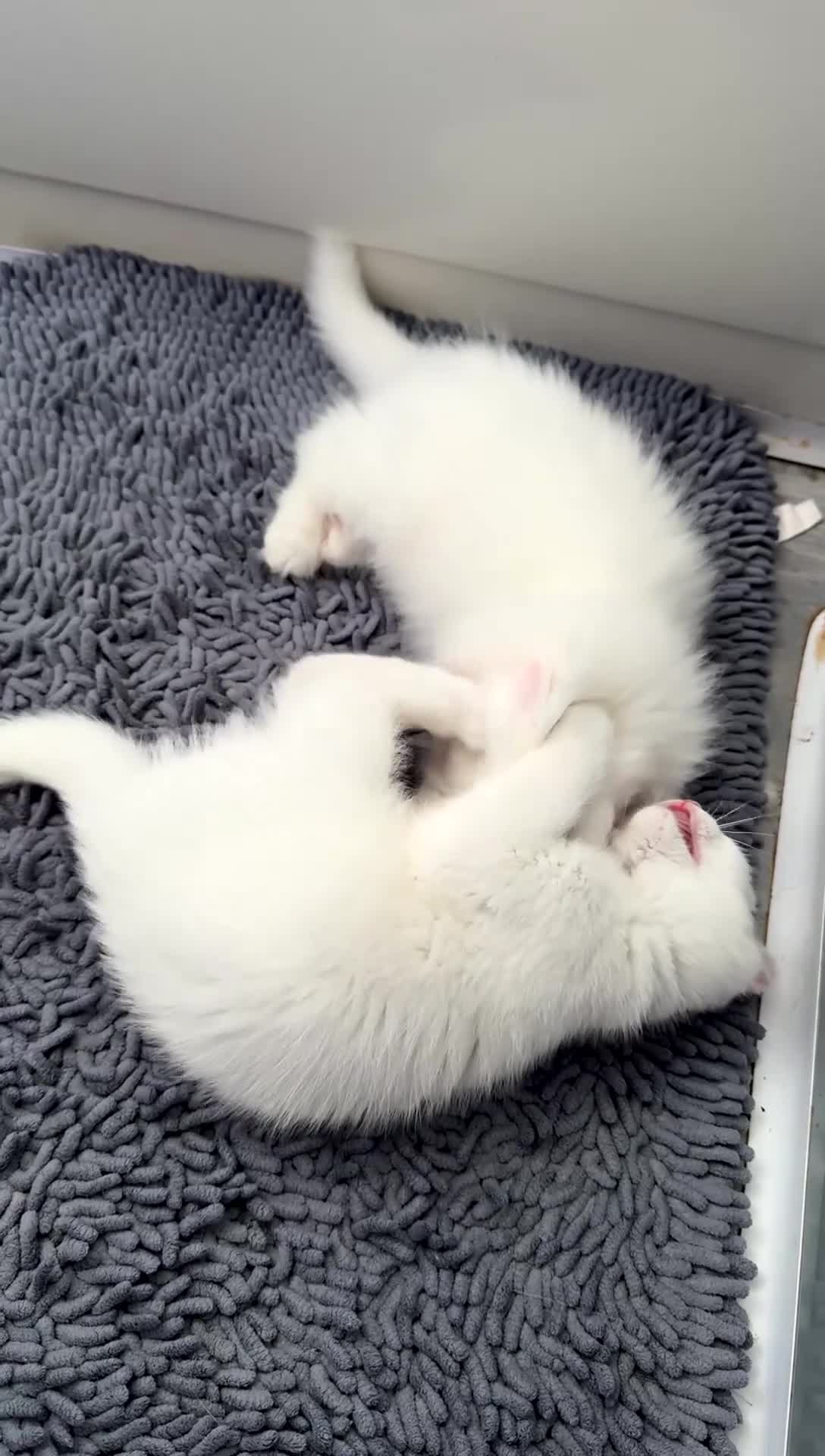 Mixed Breed cats for sale: Persian & Turkish Angora 1 boy 1 girl 9 weeks  - Video 1