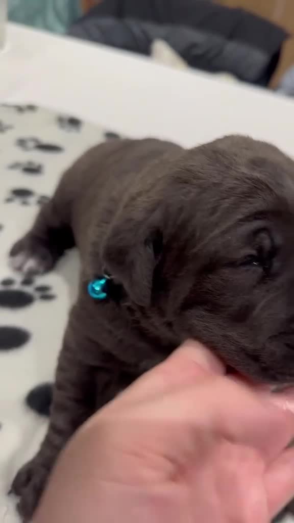 Cane Corso dogs for sale: Cane corso puppies  - Video 2