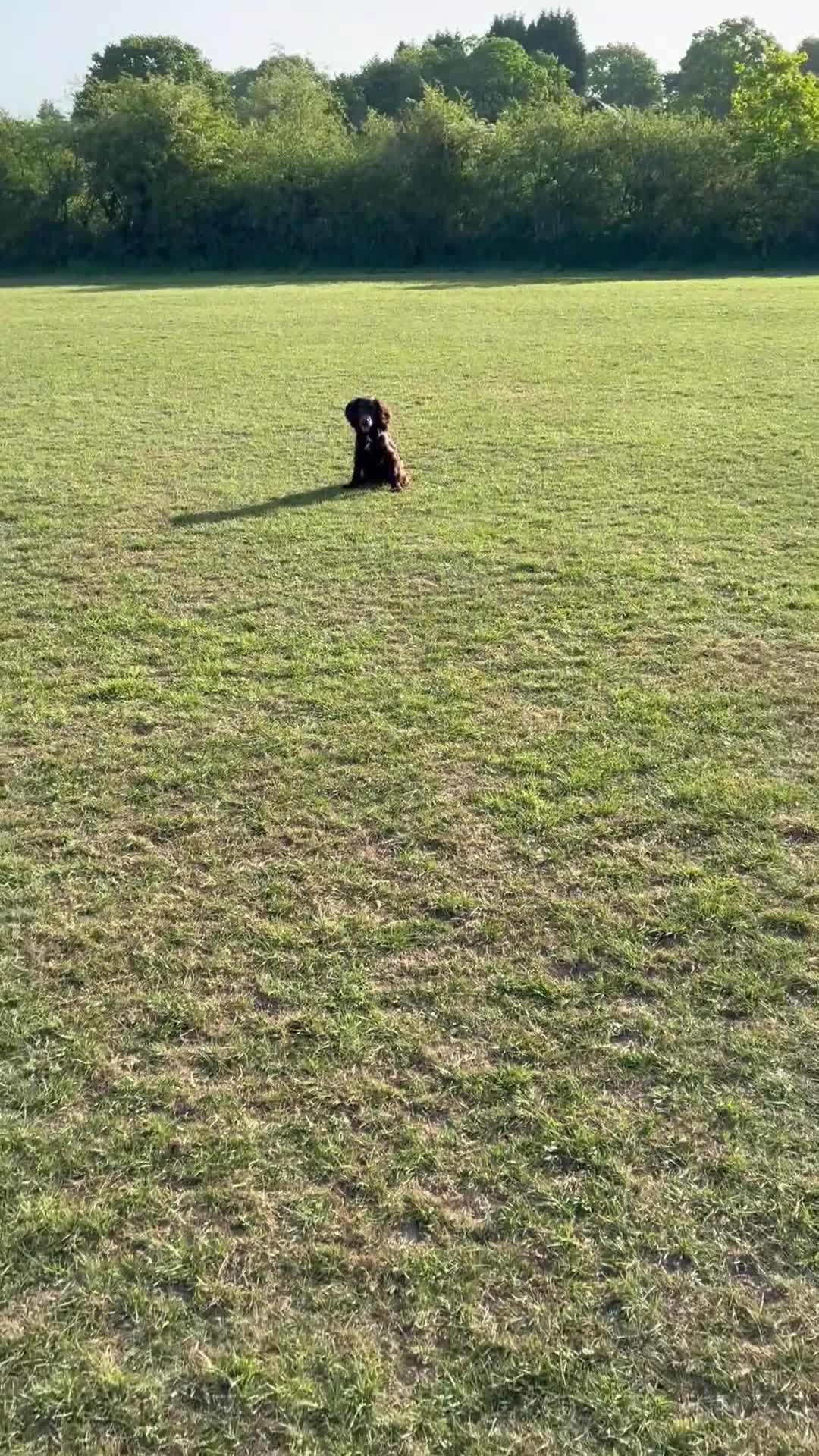 Cocker Spaniel dogs for sale: Six-month-old liver Cocker Spaniel  - Video 4