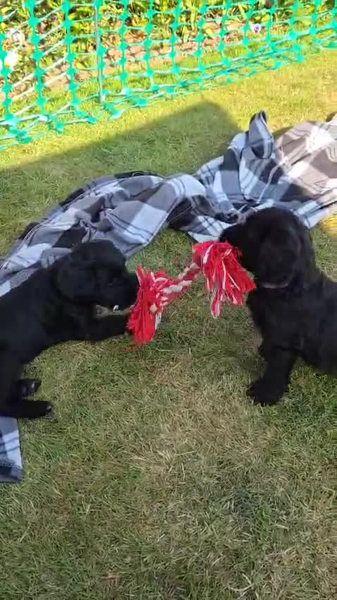 Portuguese Water Dog dogs for sale: Portuguese Water Dog Puppies available now - Video 1