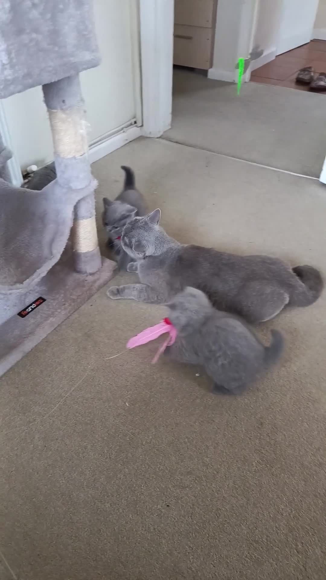 British Shorthair cats for sale: Gccf registered blue BSH kittens - Video 2