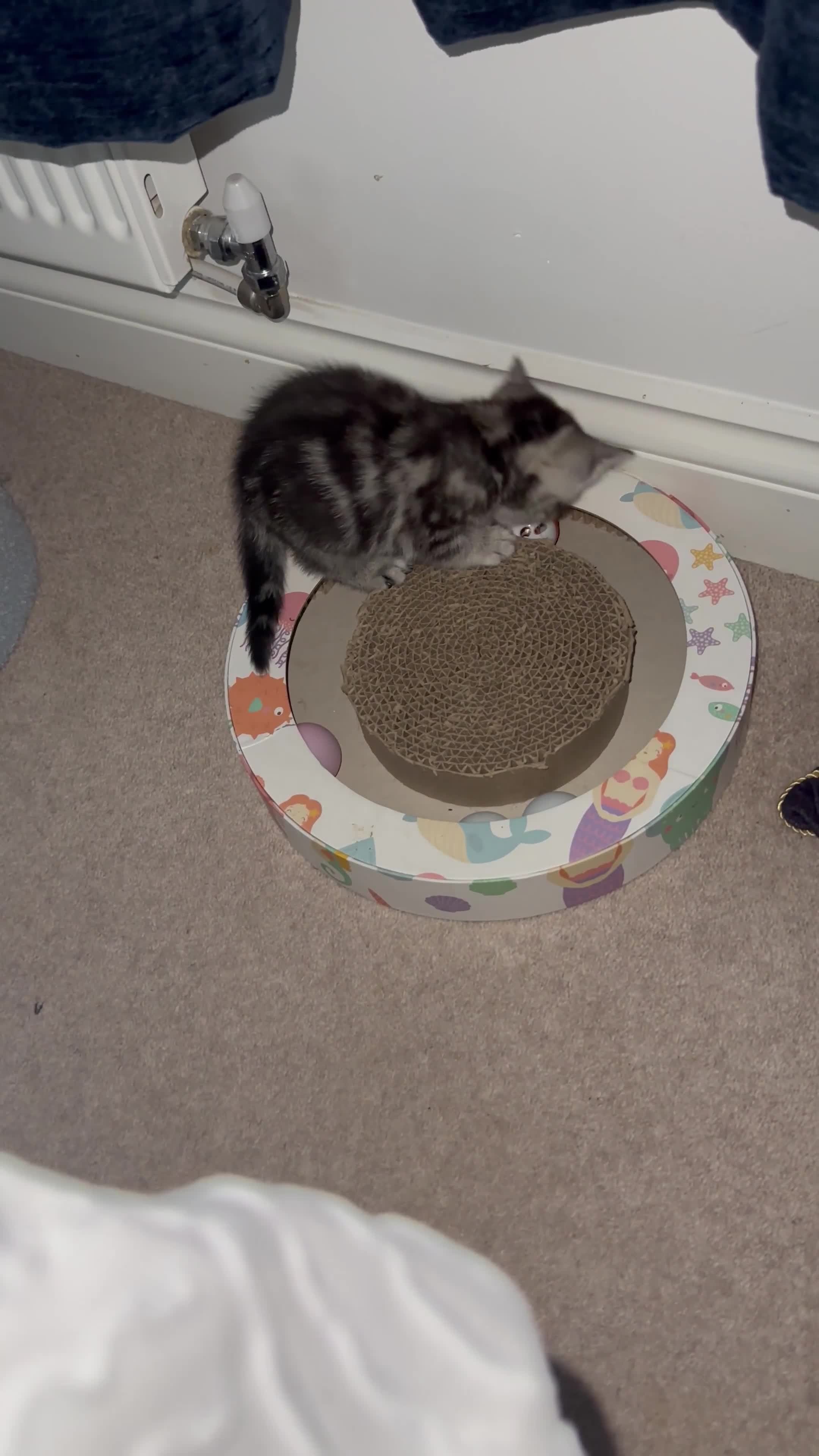 Mixed Breed cats for sale: British shorthair X British shorthair x Tabby - Video 1