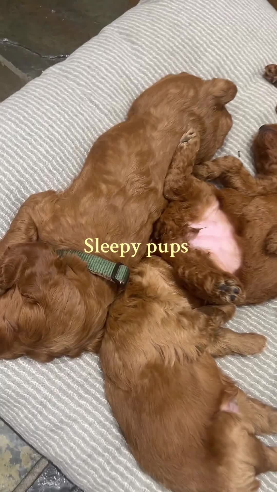 Irish Doodle dogs for sale: Gorgeous Irish Doodle Puppies  🐾 - Video 2