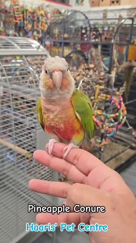 Conures birds for sale: Stunning super tame conures available - Video 1