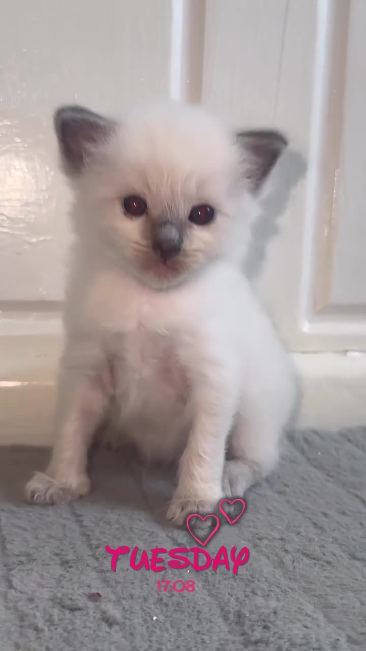 Ragdoll cats for sale: 4 ragdoll kittens for sale  - Video 3