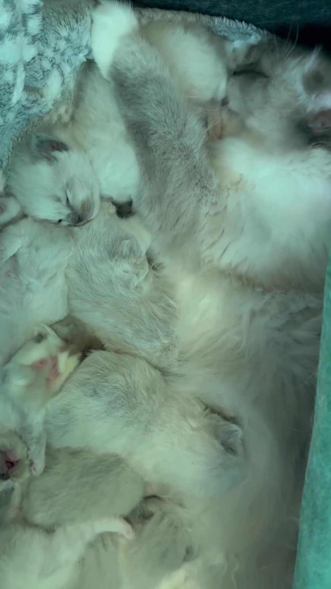 Ragdoll cats for sale: WORLD BEATIFUL RAGDOLL KITTEN/FIFe - Video 2