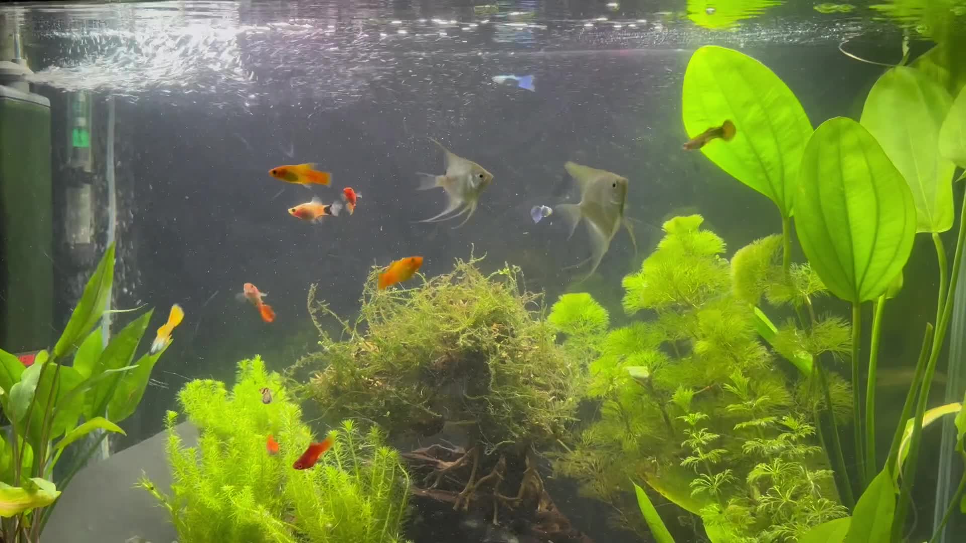 Angelfish fish for sale: Platinum Angel Fish - Video 1