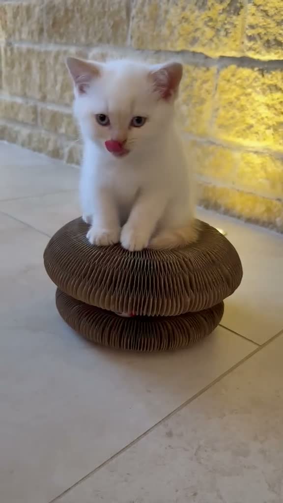 British Shorthair cats for sale: Pure breed BSH | Golden Flame Point | Ready Now  - Video 2