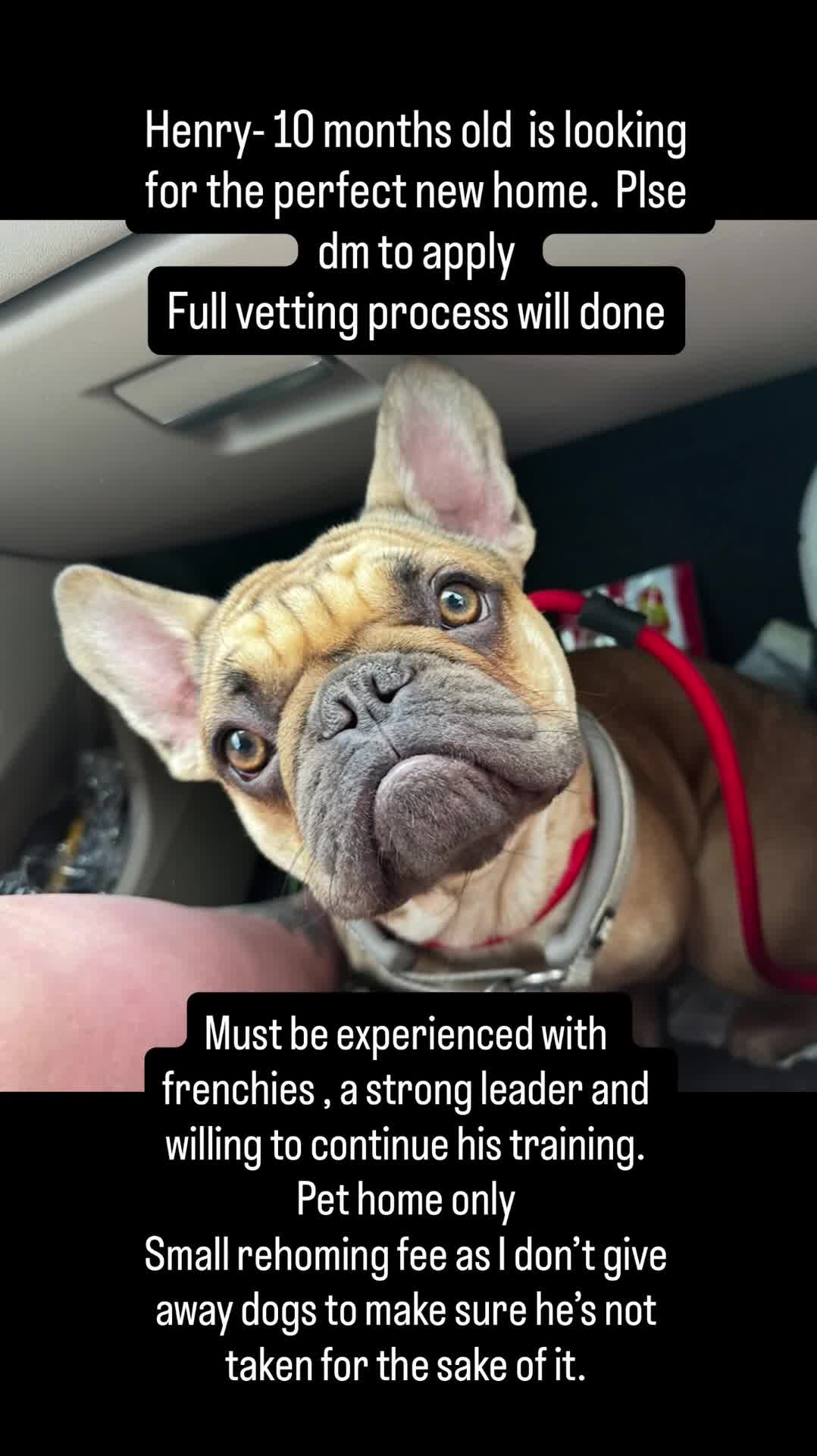 French Bulldog dogs for sale: Henry  - Video 1