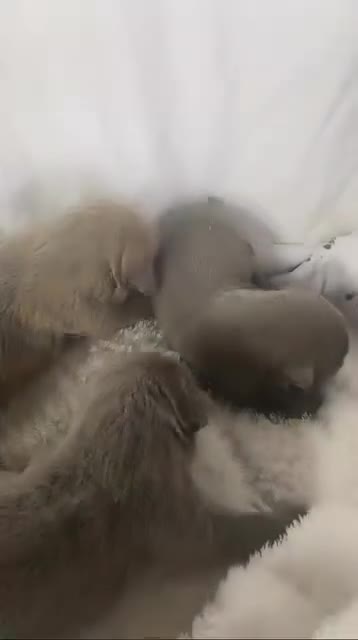 Cane Corso dogs for sale: 10 beautiful cane corso pups for sale 8M 2F - Video 1
