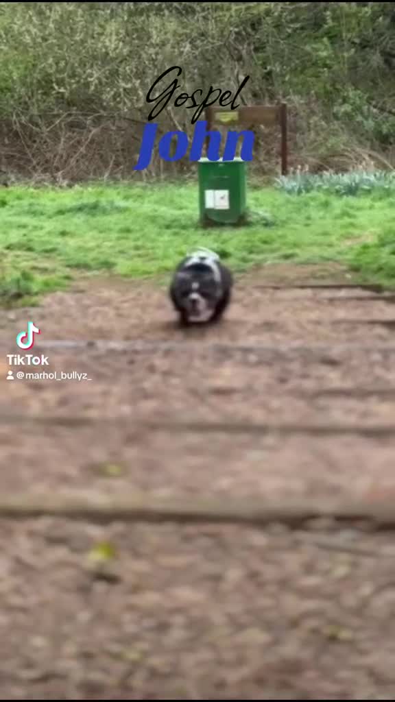 English Bulldog dogs for stud: 🌟BOSS 🌟 English bulldog Stud  in Kettering - Video 1