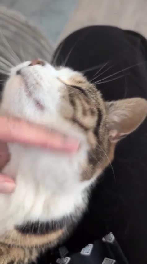 Mixed Breed cats for sale: Beautiful friendly female cat - Video 1