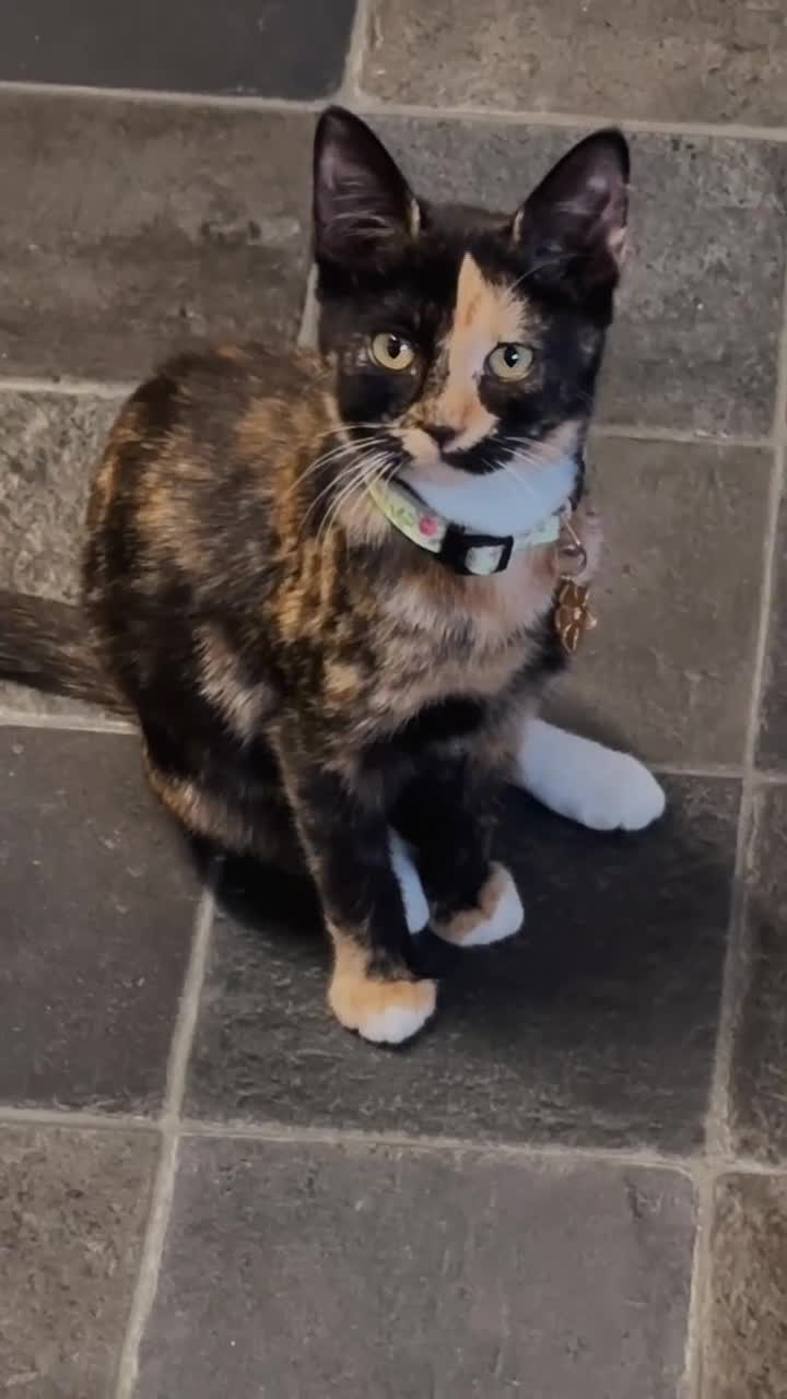 Mixed Breed cats for sale: Bengal mix kitten  - Video 1