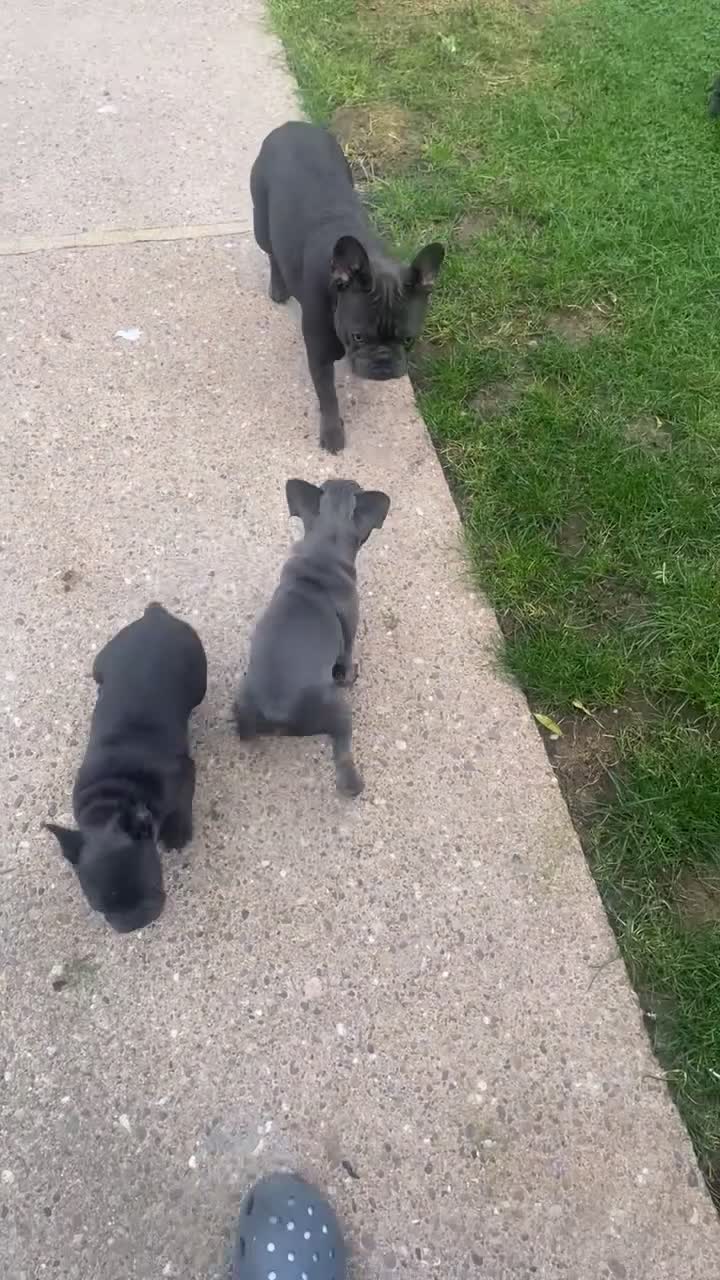 French Bulldog dogs for sale: Female French bulldog Blue,10 weeks ready to leave - Video 1
