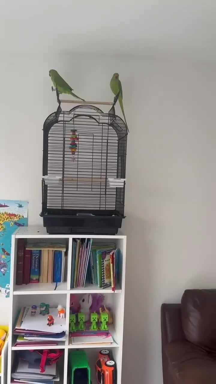 Ringnecks birds for sale: Indian Ringneck pair of parrots  in Hornchurch - Video 1