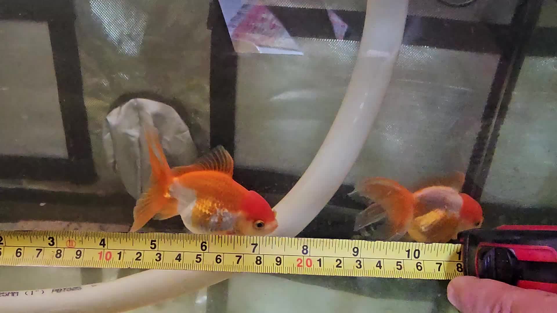 Fancy Goldfish fish for sale: Two Fancy Goldfish in Stroud - Video 1
