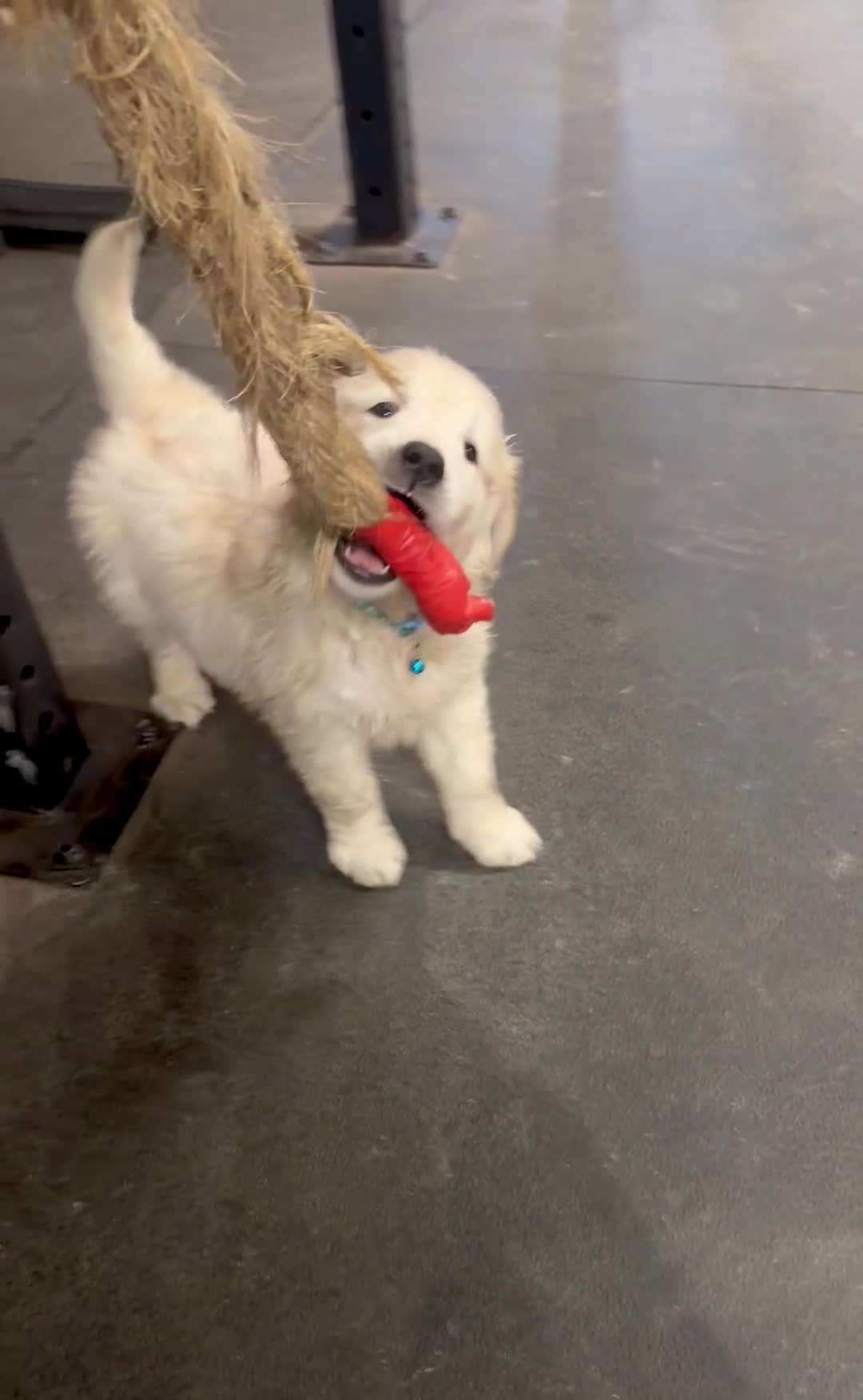 Golden Retriever dogs for sale: One gorgeous golden retriever male - Video 2