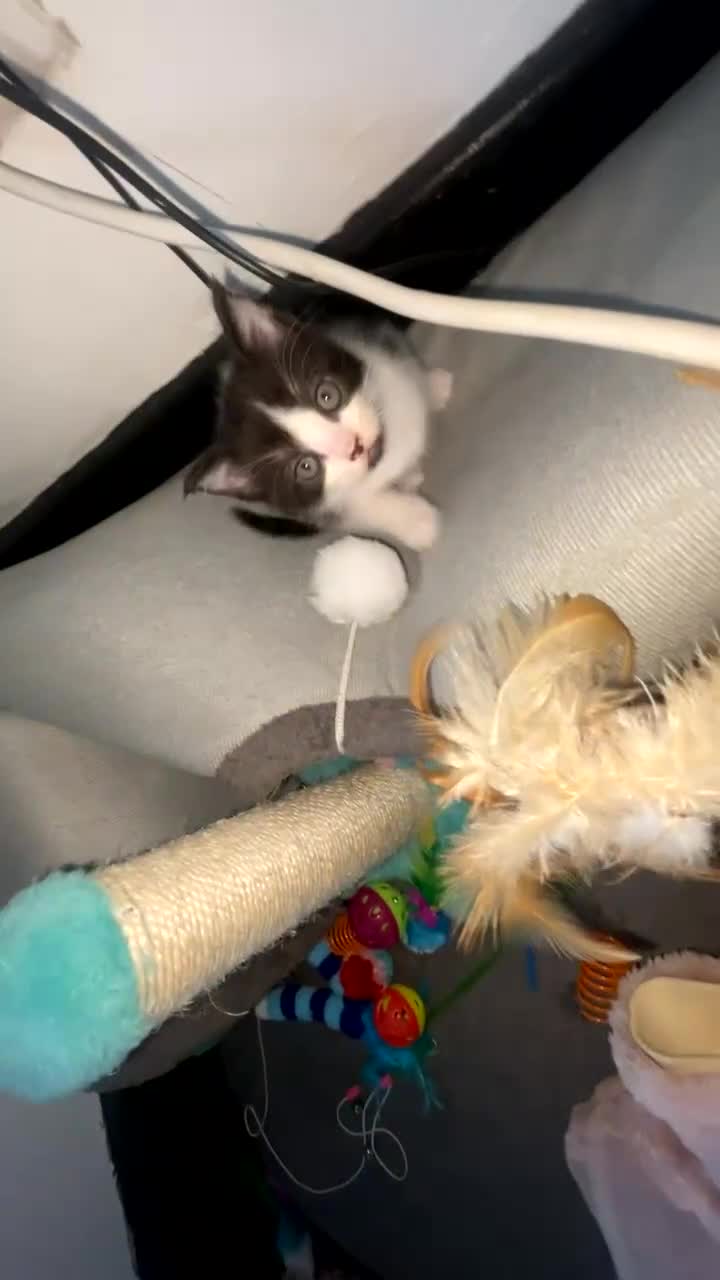 Mixed Breed cats for sale: female kitten  - Video 1