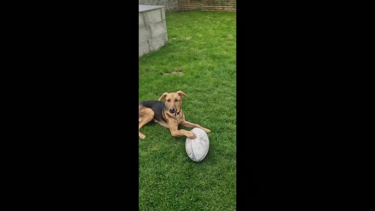 Mixed Breed dogs for sale: Lovely Lucy 7 months old is ready to find her home - Video 1