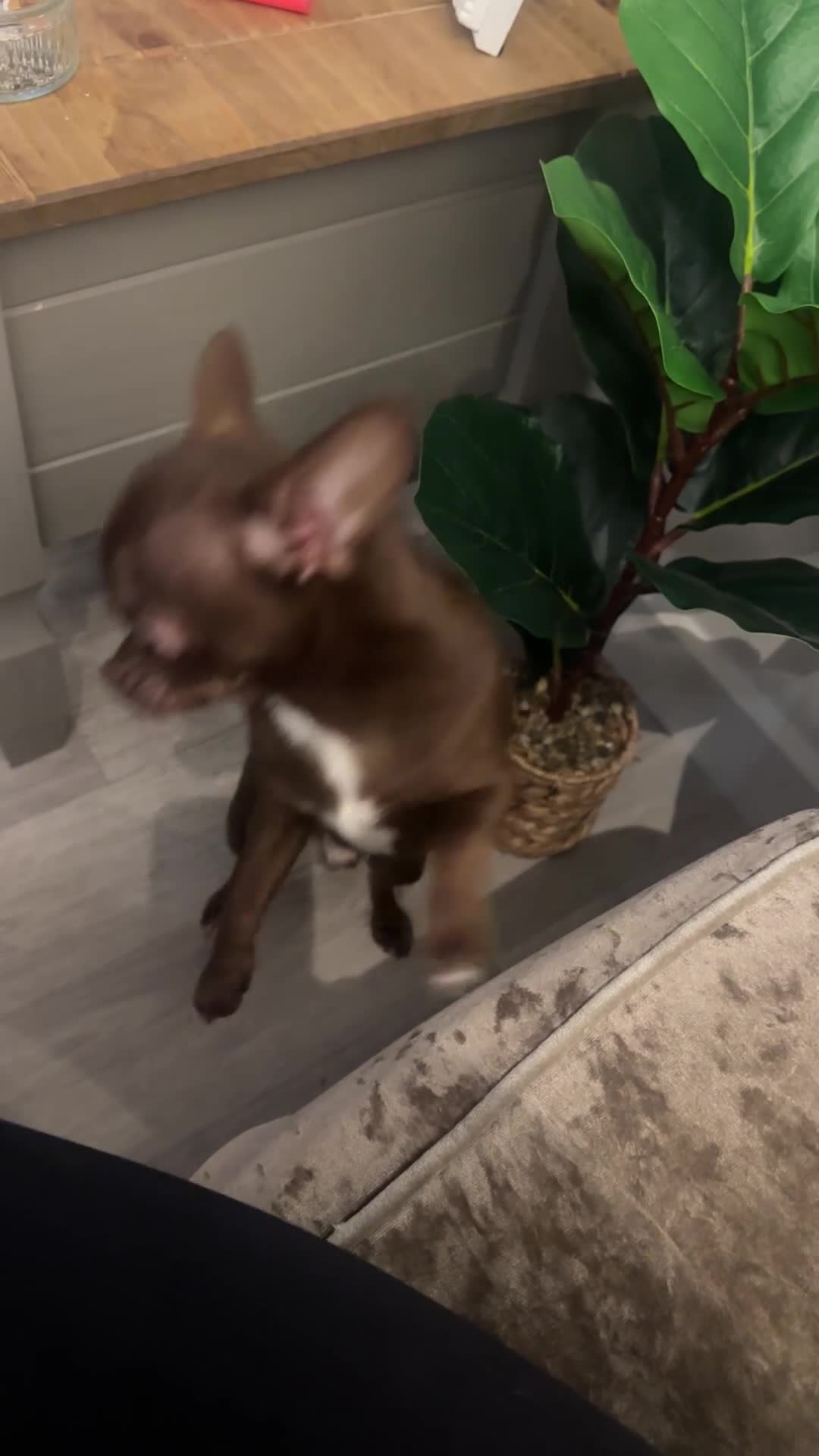 Chihuahua dogs for stud: KC Registered Chocolate Chihuahua for Stud - Video 2