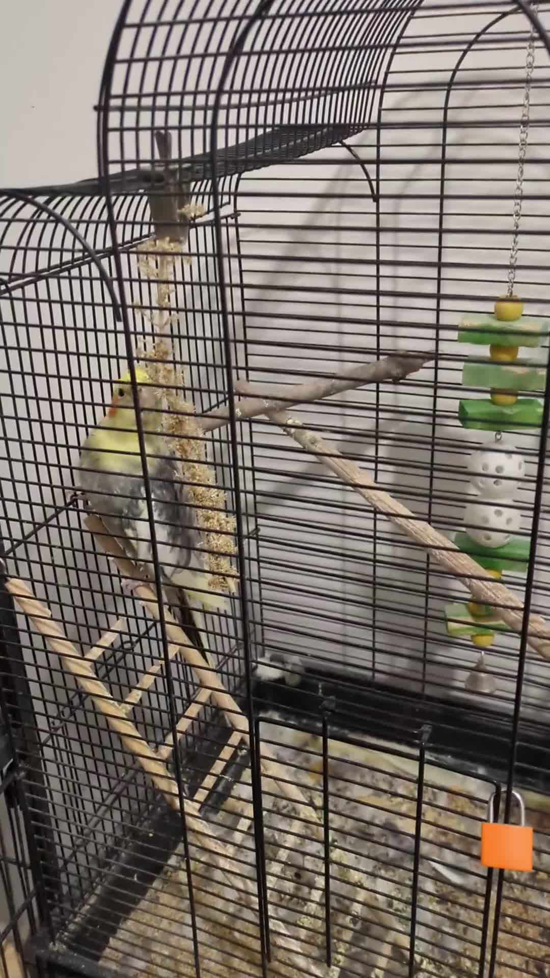 Cockatiels birds for sale: Cockatiel with Rhythmic Whistling - Cage Incl. - Video 2
