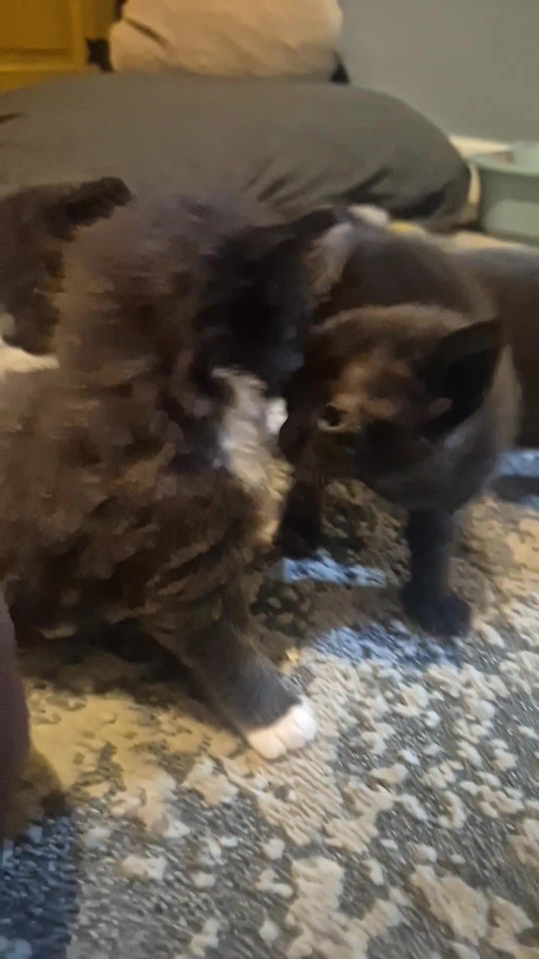 Mixed Breed cats for sale: Mixed litter - Video 1