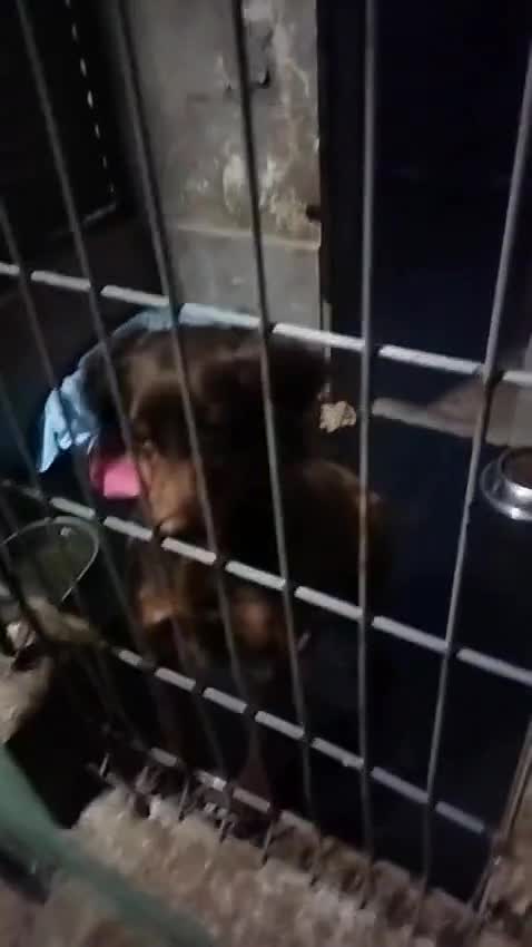 Brittany Spaniel dogs for adoption: Diana, a lovely young Brittany - Video 1