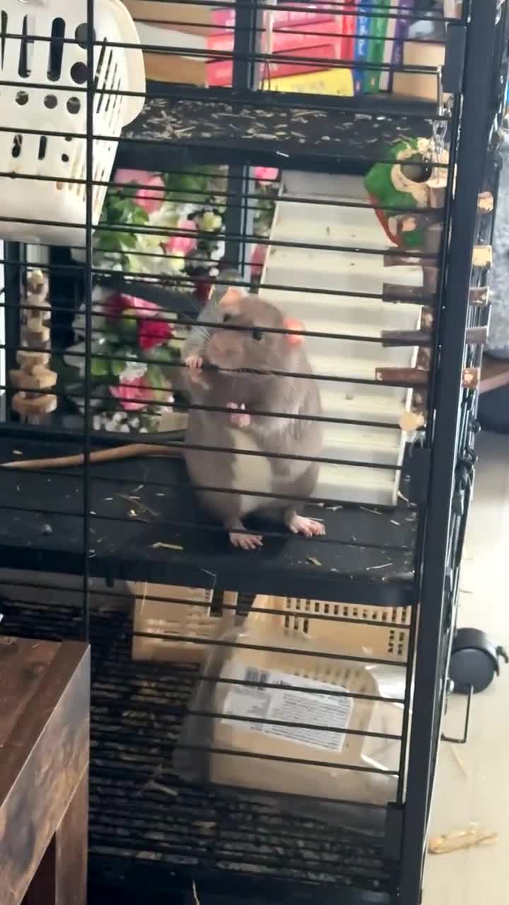 Rat rodents for sale: Male rats  - Video 4
