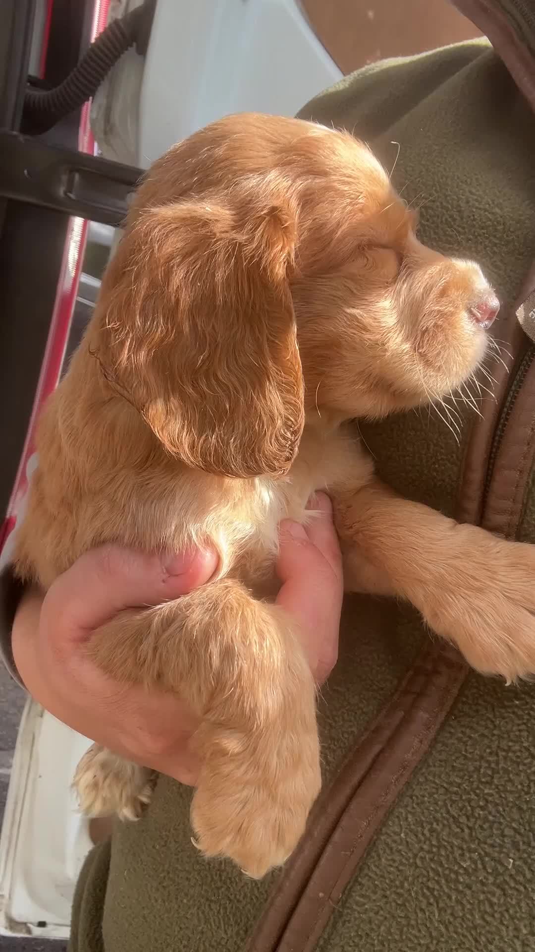 Cocker Spaniel dogs for sale: Cocker spaniel puppy’s  - Video 1