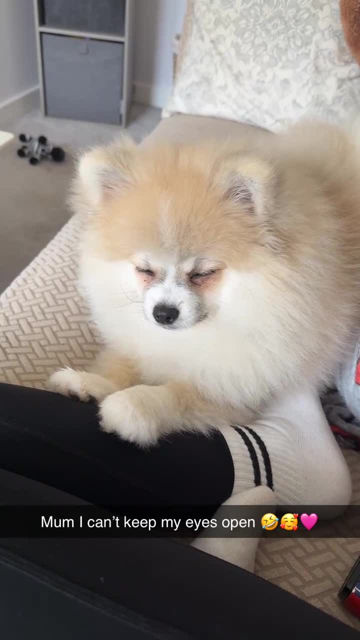 Pomeranian dogs for sale: Female Pomeranian 8 months  - Video 1