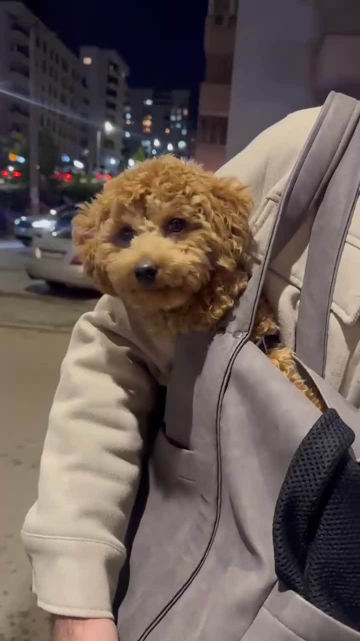 Toy Poodle dogs for sale: Beautiful 10 month Toy Poodle looking for new Home - Video 4