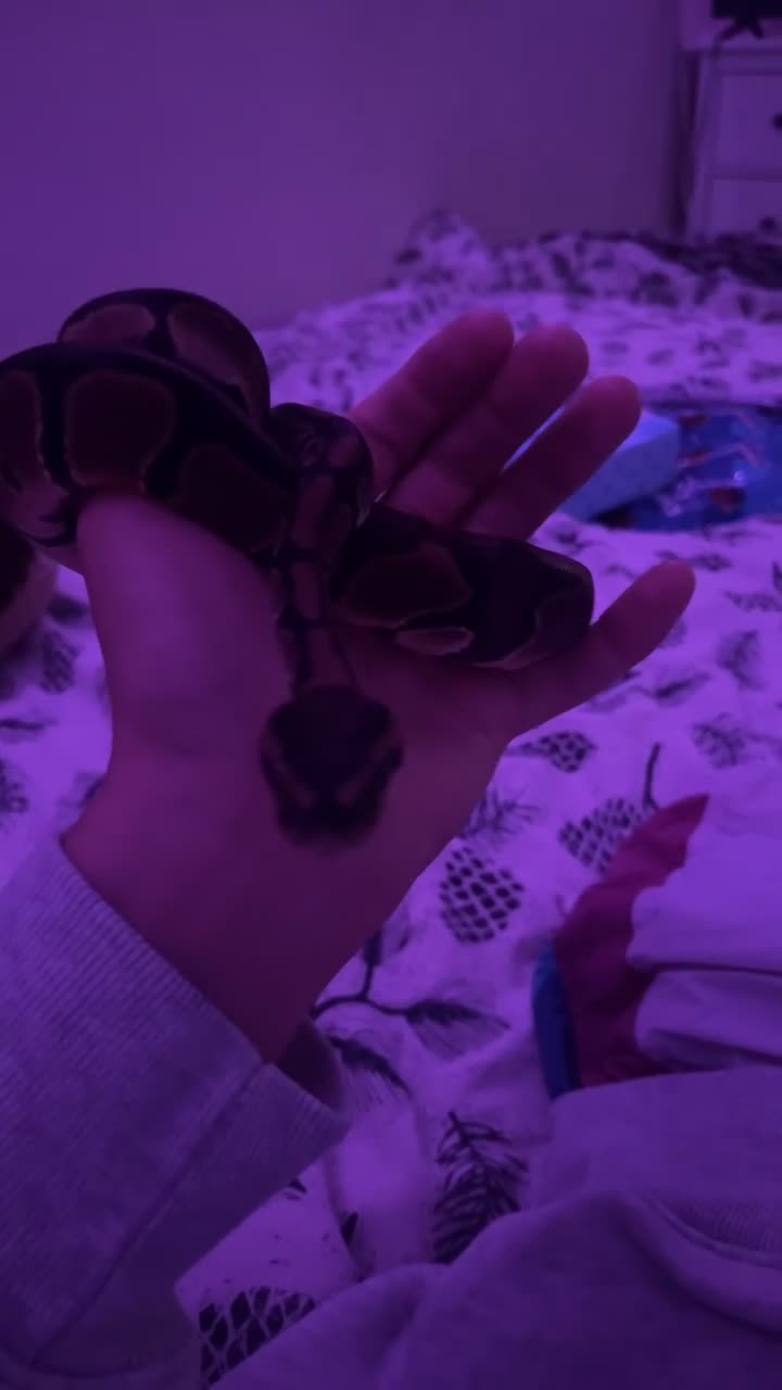 Python Snake reptiles for sale: Royal python for sale  in Usk - Video 1