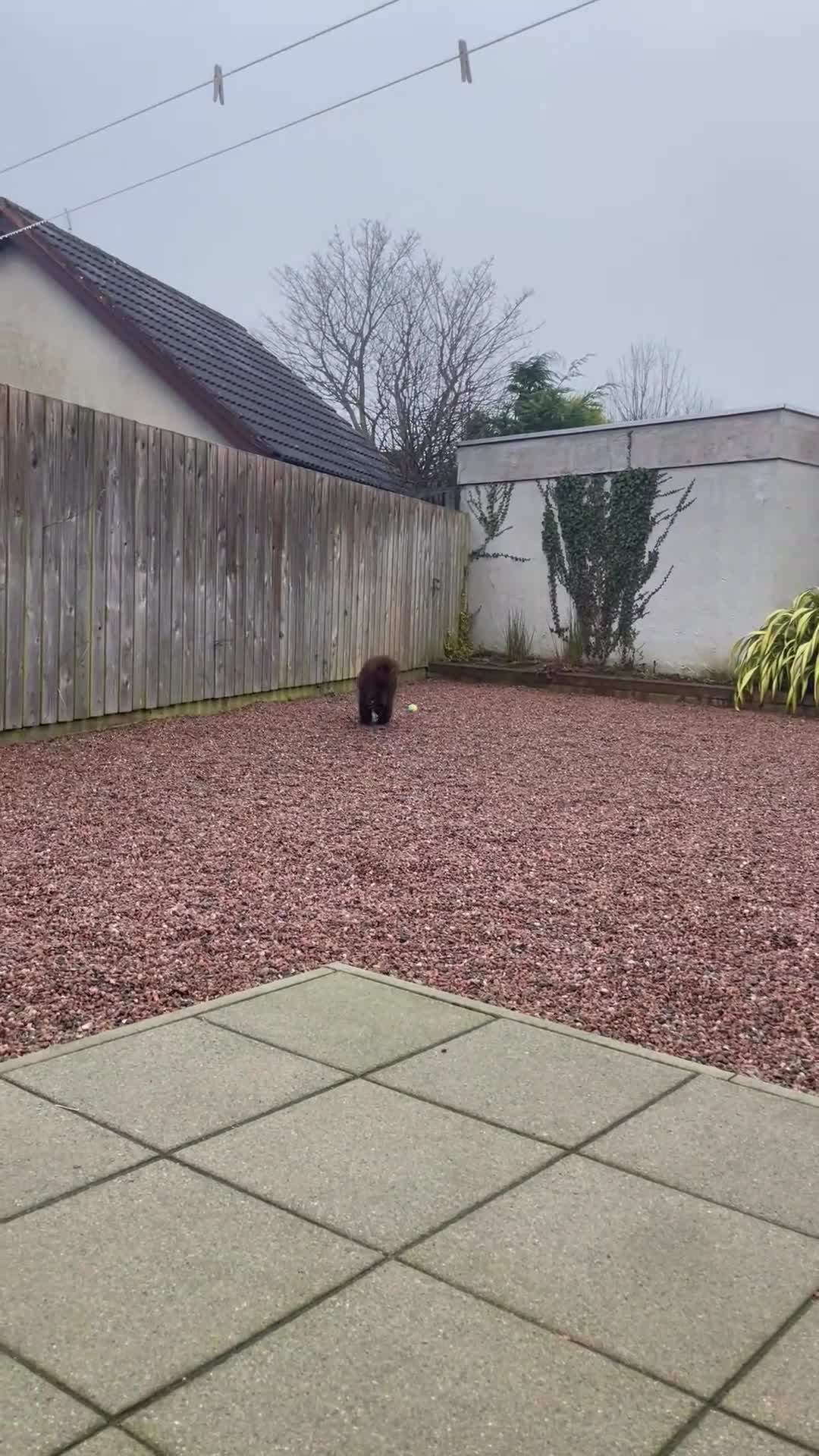Newfoundland dogs for sale: Expected Newfoundland Pups Register Your Interest - Video 4