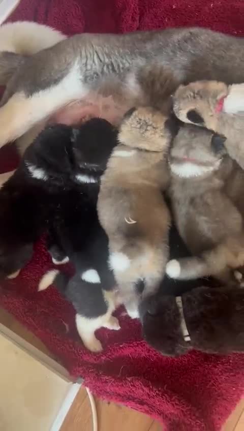 Akita dogs for sale:  ⭐ READY NOW adorable chunky A/AKITAS - Video 3