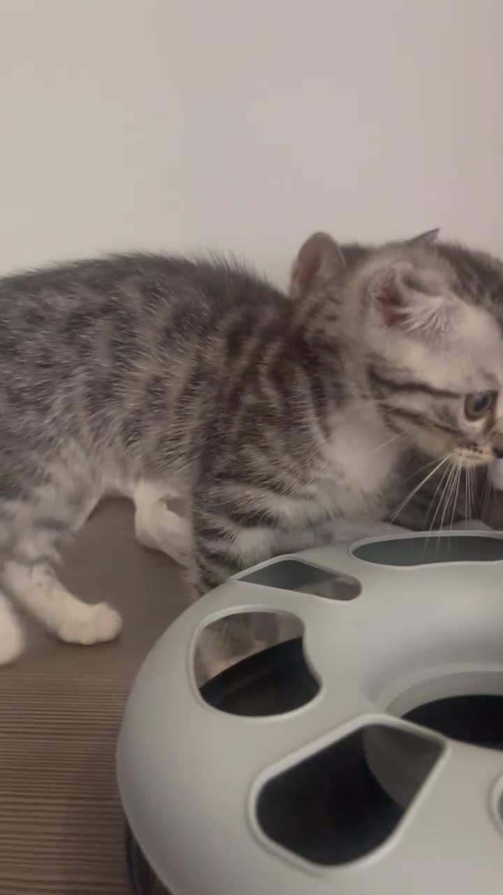 Mixed Breed cats for sale: Silver Bengal x Scottish fold Rare kittens  - Video 1