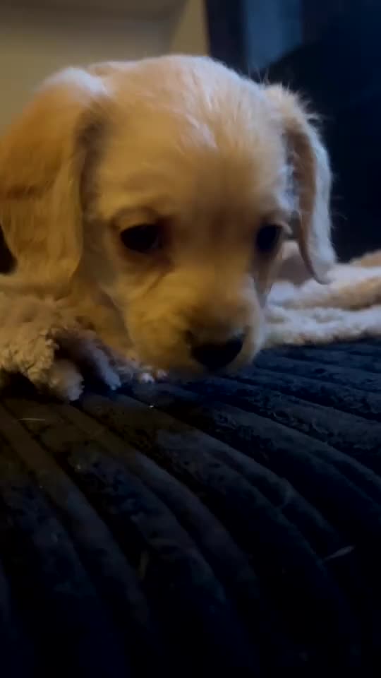 Mixed Breed dogs for sale: Dachshund Cavapoo mix - Video 1