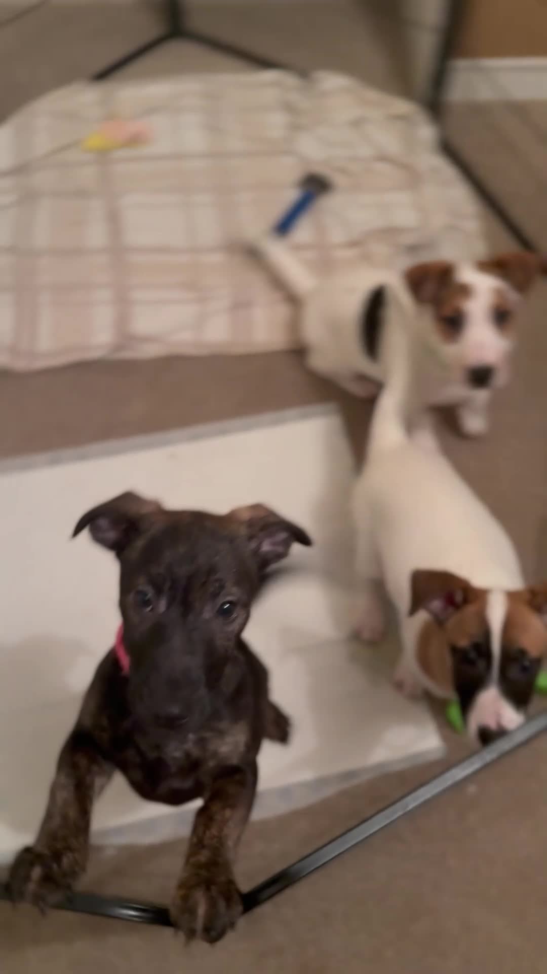 Mixed Breed dogs for sale: German Shepherd x Staffy x Jack Russell puppies  - Video 1