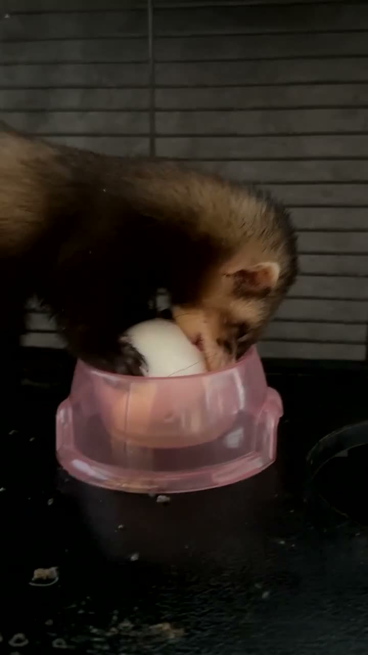 Ferret rodents for sale: Ferret Starter Pack – 2 Ferrets + Full Setup – £70 in Lincoln - Video 3