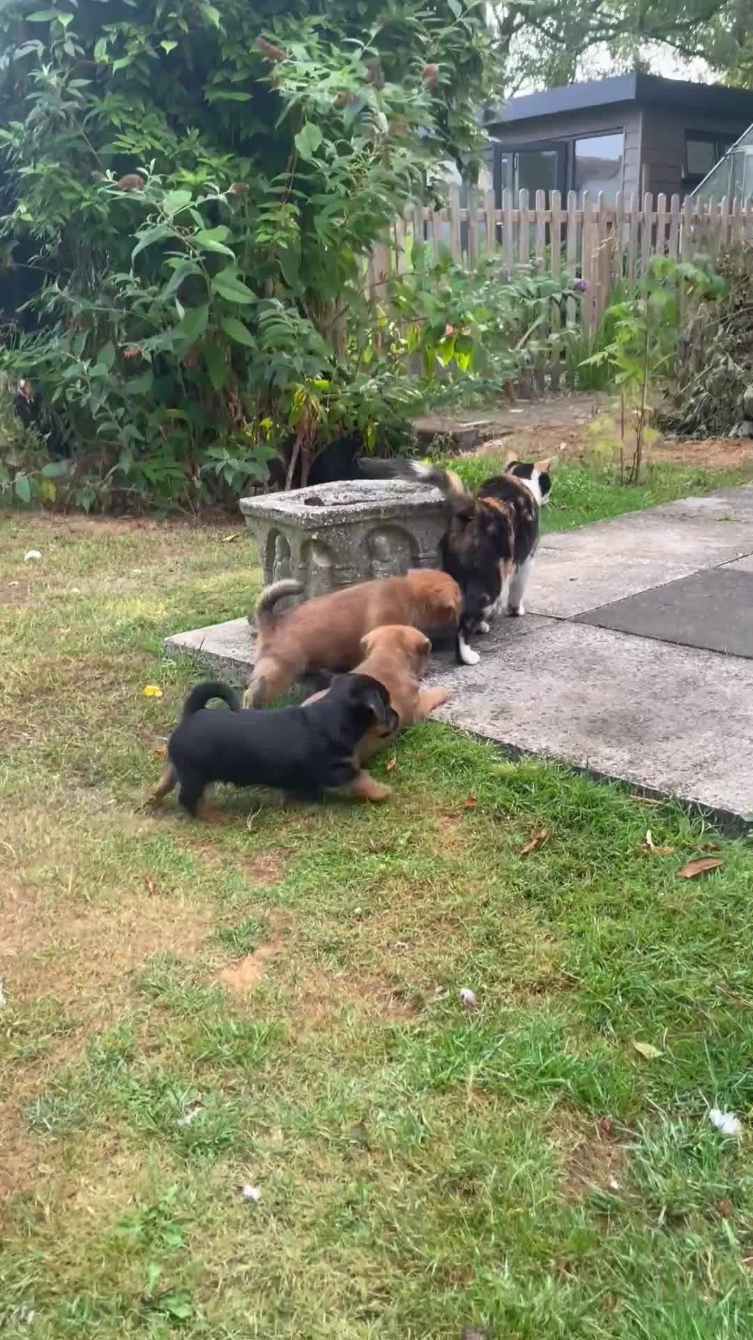 Mixed Breed dogs for sale: Norfolk Terrier cross Jack Russell Puppies in Melton Mowbray - Video 1